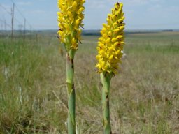 Disa woodii inflorescence